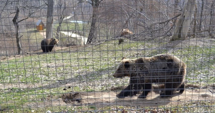 Rezervaţia de urşi de la Zărneşti este prăgătită să primească noii locatari FOTO Adevărul