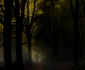 4 paranormal forest jpg jpeg