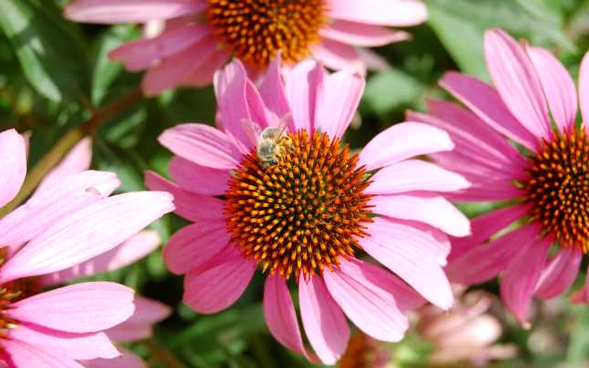 calarasi echinacea