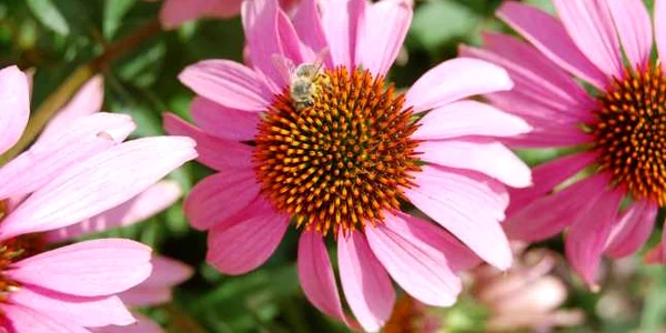 calarasi echinacea