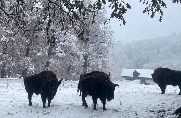 Zimbri la Parcul Vânători Neamț FOTO Gradina Zoologică Dragoș Vodă