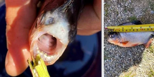 piranha jpg