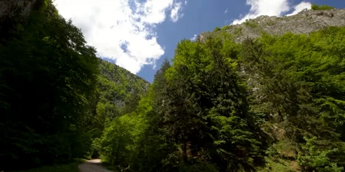Zarnesti Mircea Vergheleţ 