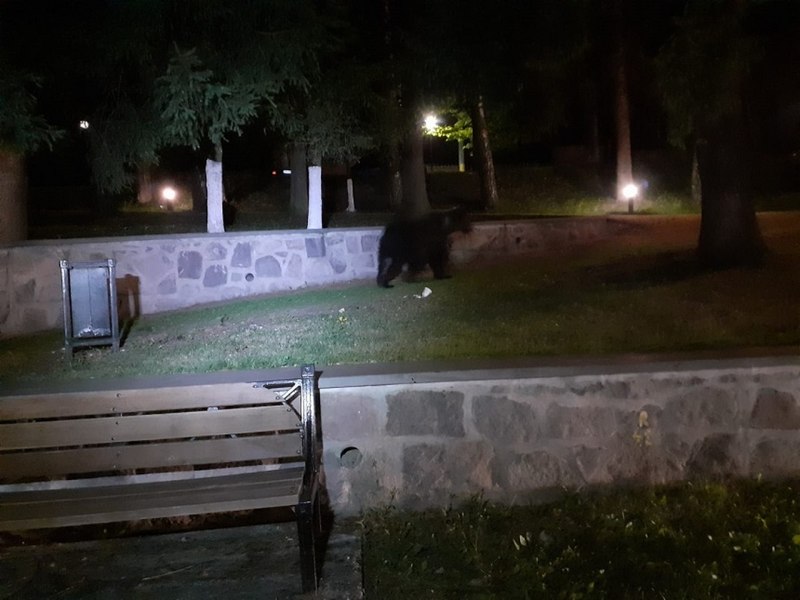 Peste 380 de alerte RO-Alert din cauza urșilor. Măsura luată de localnicii din Harghita