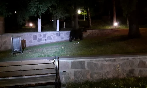 urs in parc harghita foto jandarmerie