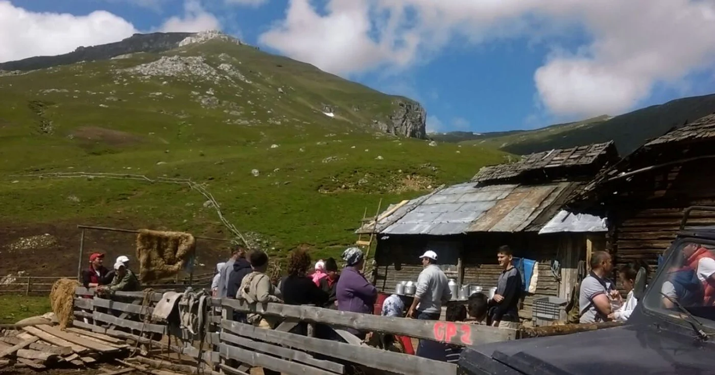 Bacii adună toate animalele şi le închid în staule, iar când toţi proprietarii sunt de faţă, ciobanii încep să le mulgă