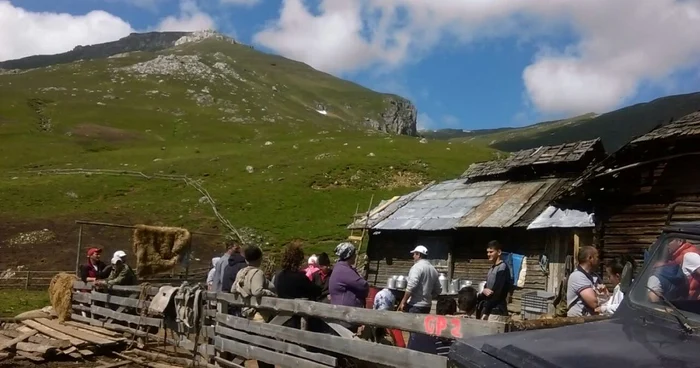 Bacii adună toate animalele şi le închid în staule, iar când toţi proprietarii sunt de faţă, ciobanii încep să le mulgă
