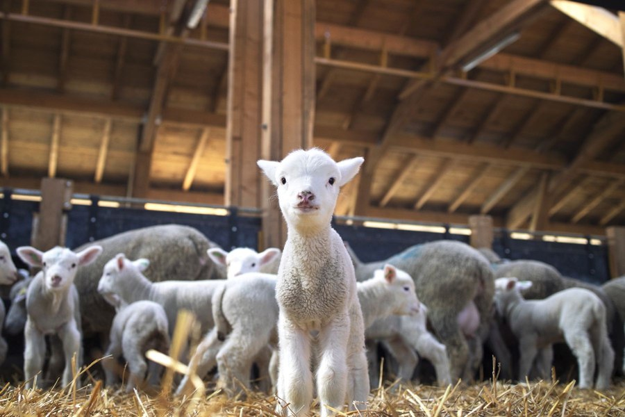 România va relua exportul de ovine către Regatul Maroc