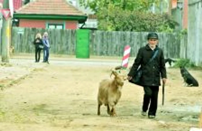 Gugulanii au rămas fără țuică și cazanele de preparat produsul 