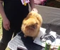 Expoziţie chinologică la Timişoara 2016 FOTO Ştefan Both