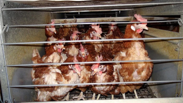 Milioane de găini suferă din cauza condiţiilor din cuşti