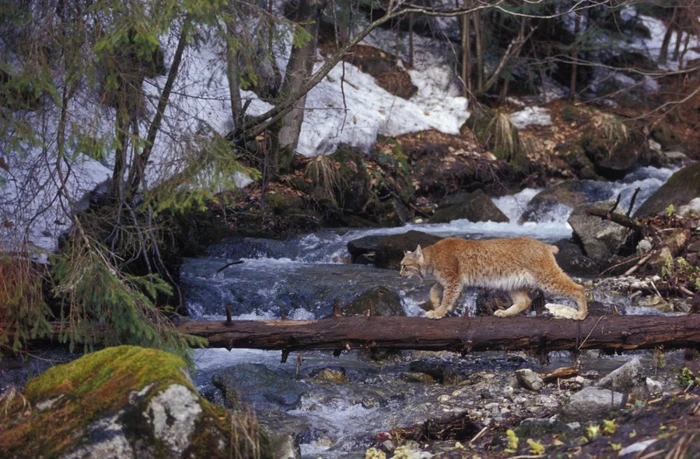 Ghidul va creşte siguranţa deplasării atât pentru animalele sălbatice     FOTO Thomas Hulik