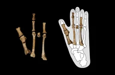 Fosilele piciorului Burtele suprapuse peste conturul unui picior de gorilă (© Yohannes Haile-Selassie / Universitatea de Stat din Arizona)