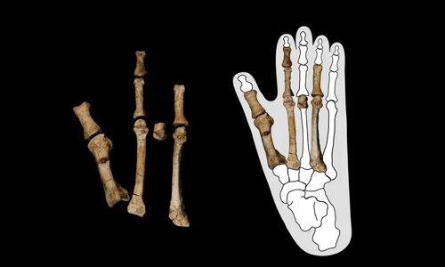 Fosilele piciorului Burtele suprapuse peste conturul unui picior de gorilă (© Yohannes Haile-Selassie / Universitatea de Stat din Arizona)