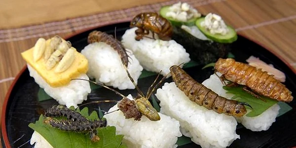 Insecte