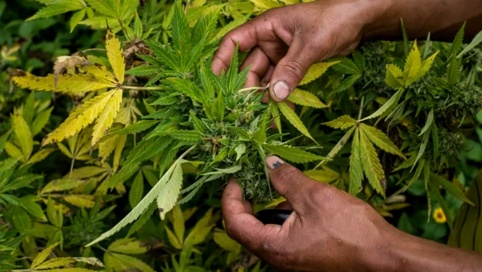 Consumul de marijuana crește riscul de afecțiuni cardiovasculare FOTO Getty Images
