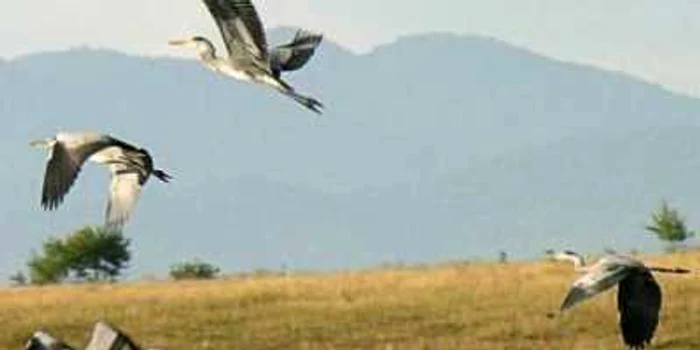 Braşov: Micuţii vor învăţa mai multe despre viaţa păsărilor