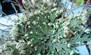 Selaginella lepidophylla gruen jpg