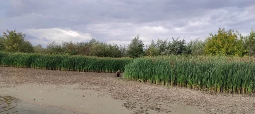 Om al străzii salvat din nămolul râului Olt în Râmnicu Vâlcea Foto Adevărul