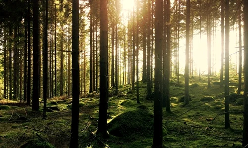 1 silvoterapia jpg jpeg