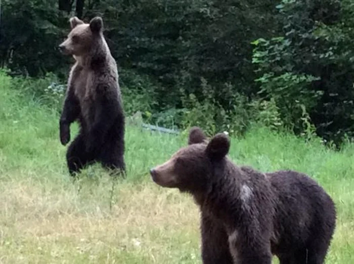 Urşii îşi fac simţită tot mai des prezenţa pe traseele turistice şi în apropiere de Transfăgărăşan. Foto: Ion Sănduloiu