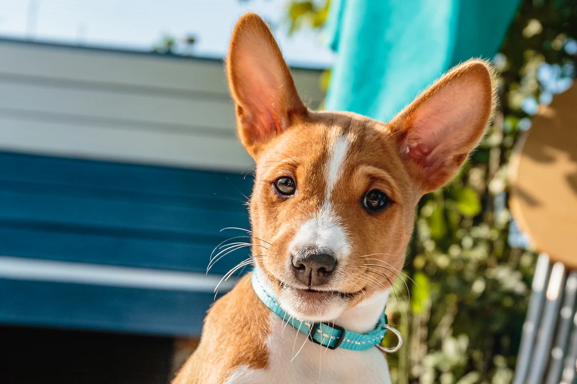 Basenji, Pixabay (2) jpg