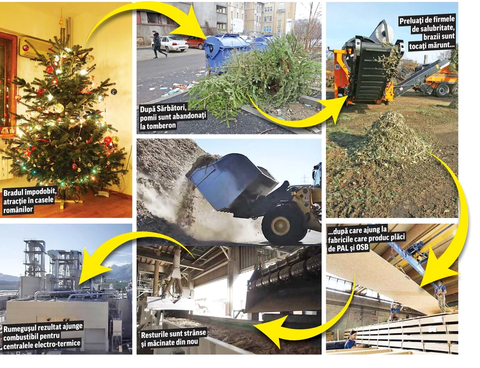 Nimic nu se pierde, totul se transformă. Inclusiv pomii de iarnă