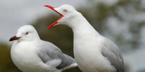 galagie zgomot vorbeste prea mult