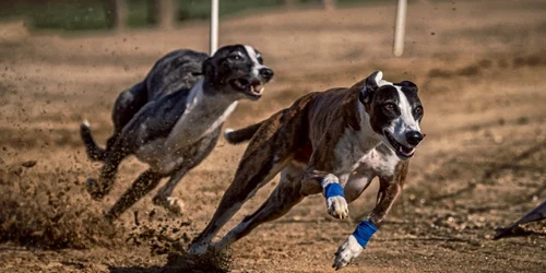 Poliţiştii au descoperit şi o canisă ilegală cu 29 de câini de vânătoare FOTO alldogs.com