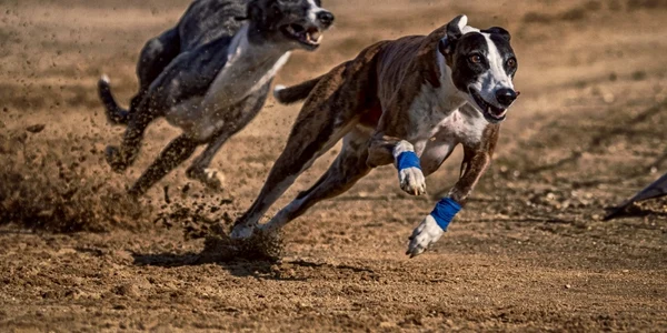 Poliţiştii au descoperit şi o canisă ilegală cu 29 de câini de vânătoare FOTO alldogs.com