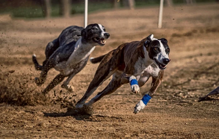 Poliţiştii au descoperit 29 de câini de vânătoare deţinuţi ilegal FOTO alldogs.com