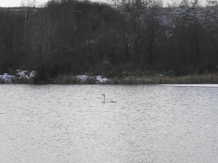 Lebedele pot fi admirate pe lacul din Sâmbotin