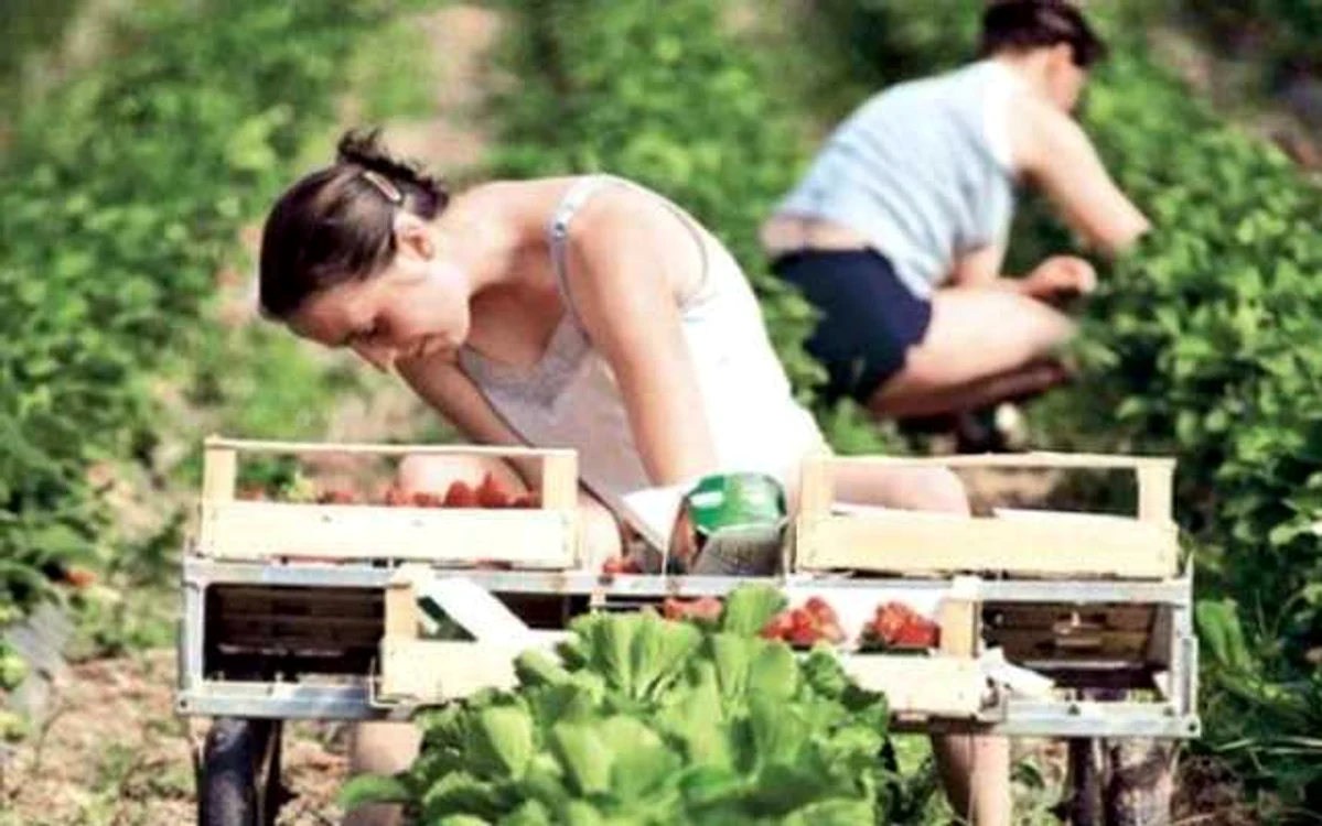 Angajatorii danezi caută lucrători români pentru ferme vegetale
