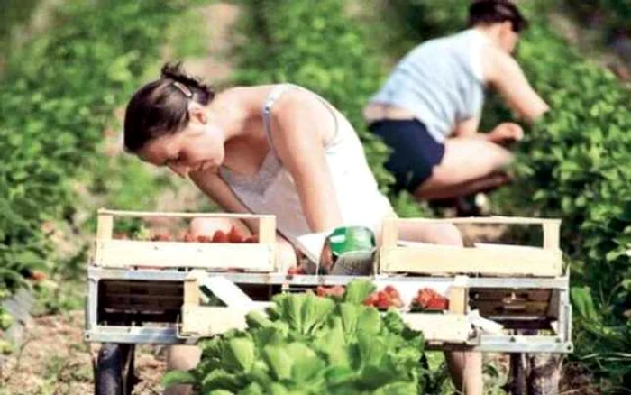 Angajatorii danezi caută lucrători români pentru ferme vegetale