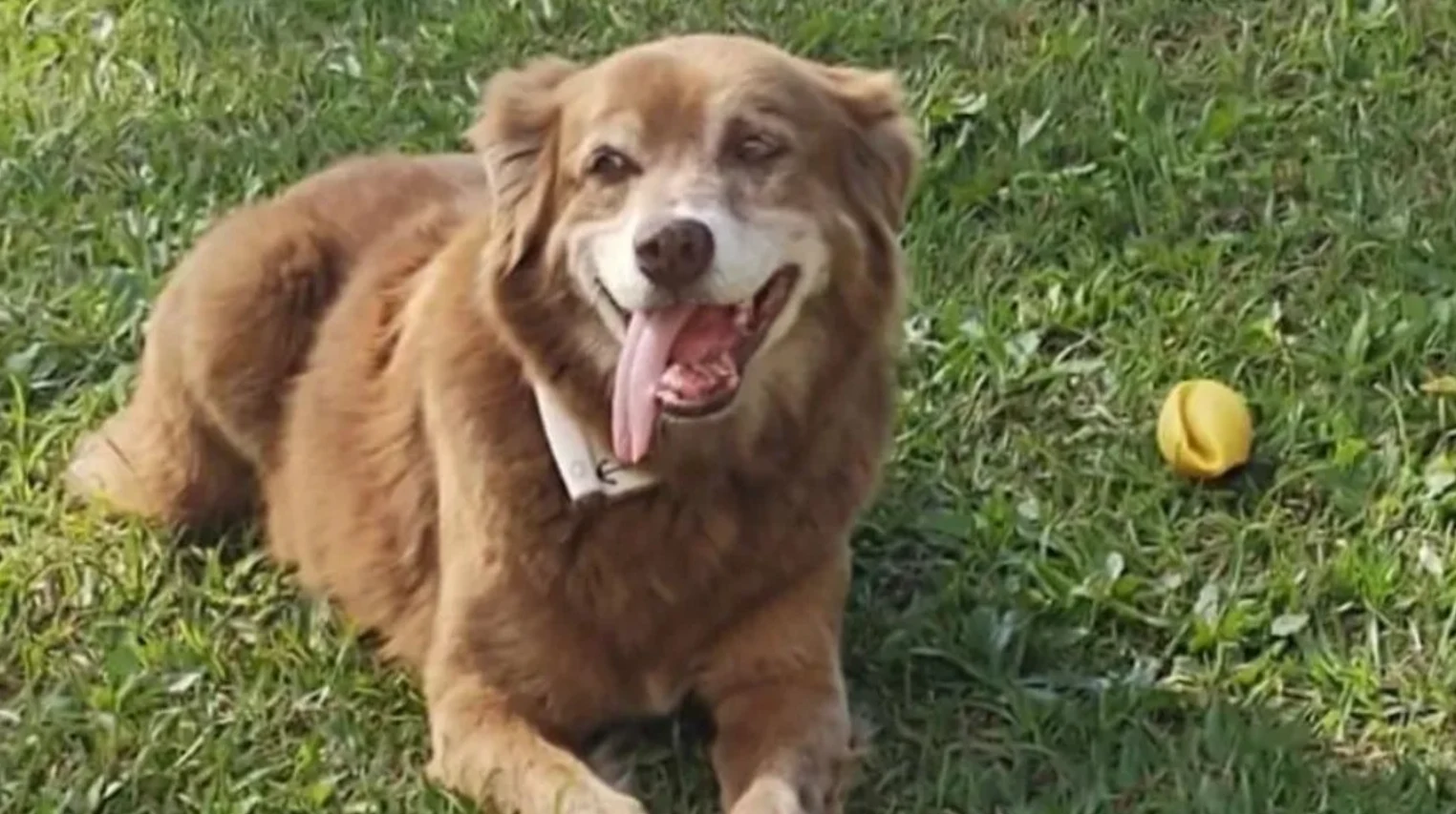 Orașul în care animalele pot fi înhumate alături de familiile lor. Totul a pornit de la un câine care a stat 10 ani la mormântul stăpânului său