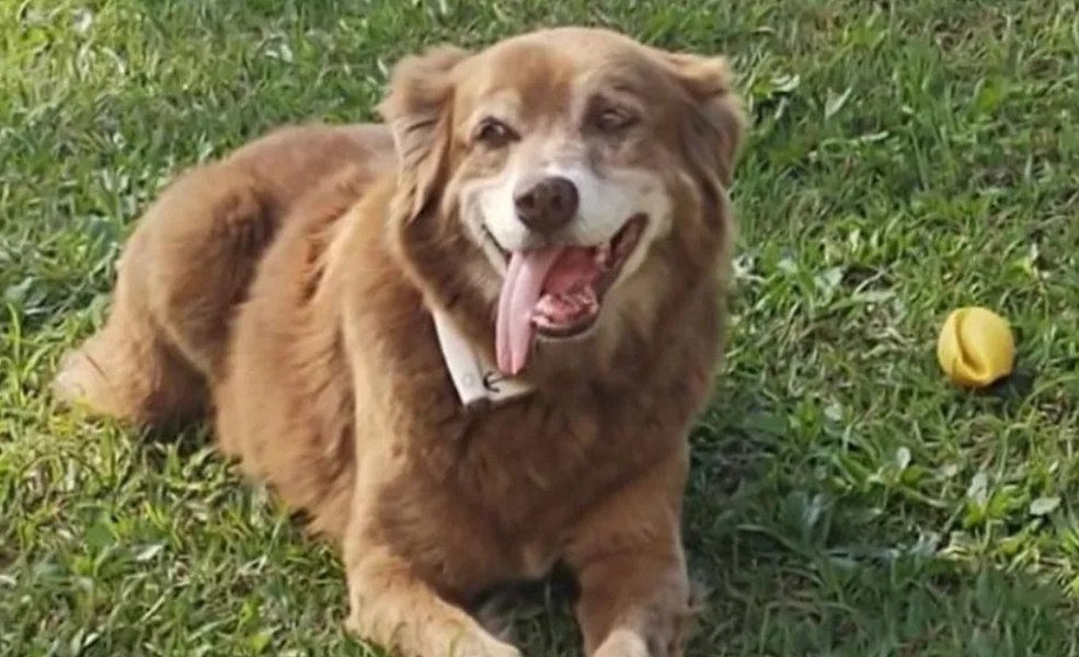 Orașul în care animalele pot fi înhumate alături de familiile lor. Totul a pornit de la un câine care a stat 10 ani la mormântul stăpânului său