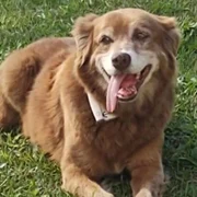 povestea unui caine care a stat langa mormantul stapanului sau timp de 10 ani a stat la baza adoptării unei noi legi care permite înhumarea animalelor de companie alături de familiile lor in Sao Paolo FOTO X jpg