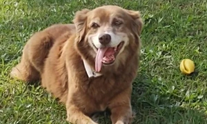 povestea unui caine care a stat langa mormantul stapanului sau timp de 10 ani a stat la baza adoptării unei noi legi care permite înhumarea animalelor de companie alături de familiile lor in Sao Paolo FOTO X jpg