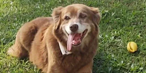 povestea unui caine care a stat langa mormantul stapanului sau timp de 10 ani a stat la baza adoptării unei noi legi care permite înhumarea animalelor de companie alături de familiile lor in Sao Paolo FOTO X jpg