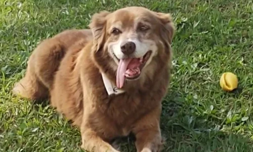 povestea unui caine care a stat langa mormantul stapanului sau timp de 10 ani a stat la baza adoptării unei noi legi care permite înhumarea animalelor de companie alături de familiile lor in Sao Paolo FOTO X jpg