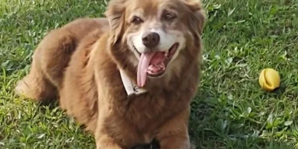 povestea unui caine care a stat langa mormantul stapanului sau timp de 10 ani a stat la baza adoptării unei noi legi care permite înhumarea animalelor de companie alături de familiile lor in Sao Paolo FOTO X jpg