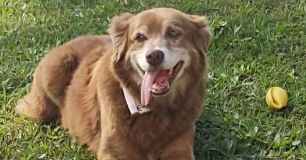 Legea Bob Coveiro: Animalele îngropate alături de stăpâni