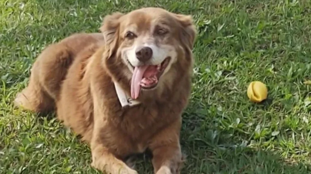 Orașul în care animalele pot fi înhumate alături de familiile lor. Totul a pornit de la un câine care a stat 10 ani la mormântul stăpânului său