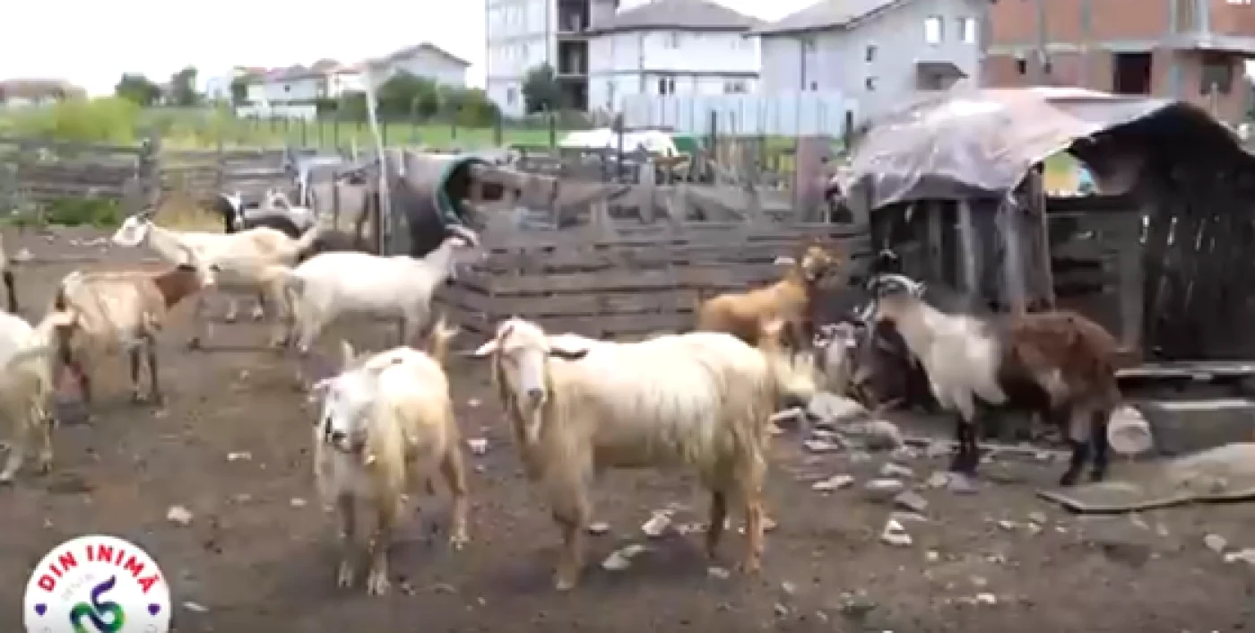 Foto Captură video