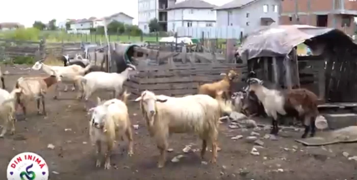 Foto Captură video