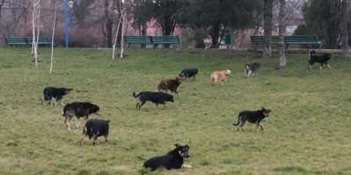 Au fost găsite animale moarte şi în apă