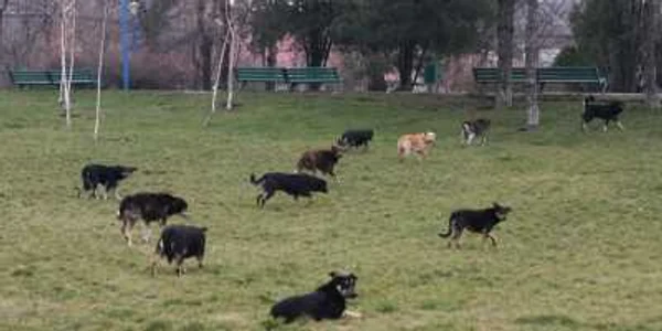 Au fost găsite animale moarte şi în apă