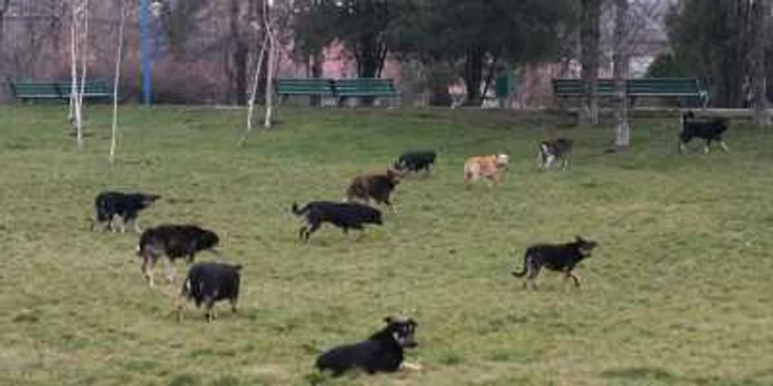 Au fost găsite animale moarte şi în apă