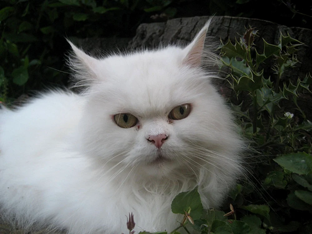 
    Click! îţi arată câteva rase de pisici albefoto: animalutul.ro  