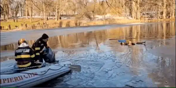 romanscu gif gif